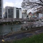 飯田橋駅周辺の桜満開