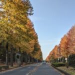 つくばの紅葉に染まる街路樹並木