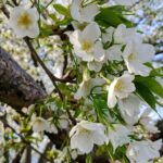 東京湾近くのタワーマンション下で満開の白い桜を鑑賞