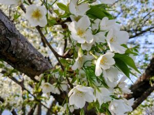 東京湾近くのタワーマンション下で満開の白い桜を鑑賞