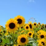 夏季休業のお知らせ